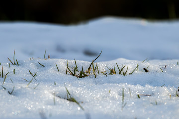 Młoda trawa przebija się przez śnieg w stronę słońca © PeterG