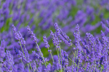 Lavender (lavandin) Fields, Valensole Plateau, Alpes Haute Provence, France, Europe