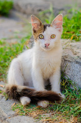 white and yellow cat sitting on the road
