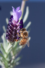 Bee on lavender