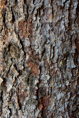 Textura de corteza de pino