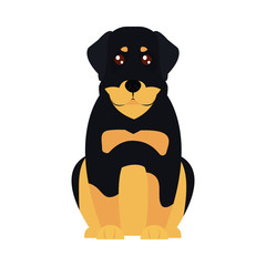 cartoon rottweiler dog icon, flat style