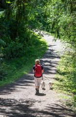 Woman hiking in autumn forest trail with dogs