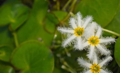 dandelion in the garden