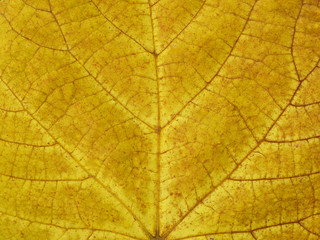 Naklejka na ściany i meble close up view autumn yellow leaf texture