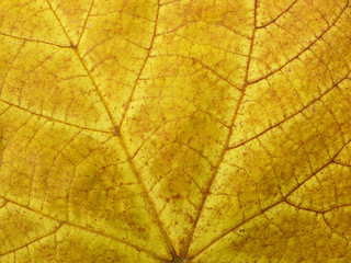 close up view autumn yellow leaf texture