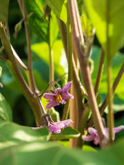 Flores de la berenjena en un huerto de agricultura ecológica
