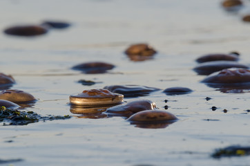 JELLYFISH - Invasion of marine creatures to the coast