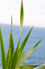 green tall plant and background blue sea
