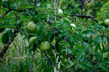green apple on tree