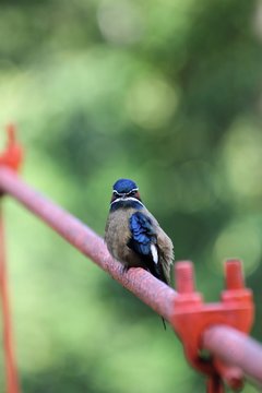 Male Whiskered Treeswift (Hemiprocne comata) in Borneo, Malaysia - コシラヒゲカンムリアマツバメ