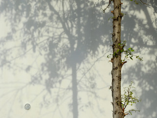 trunk of tree with shadow on white wall background