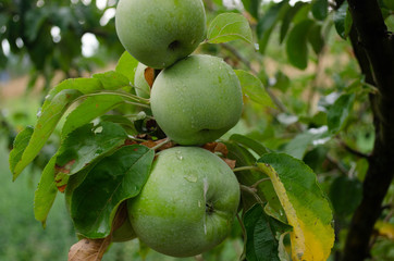 apples on a tree