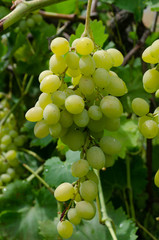 grapes on vine