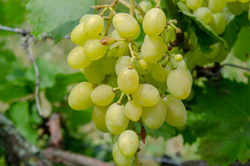 bunch of grapes