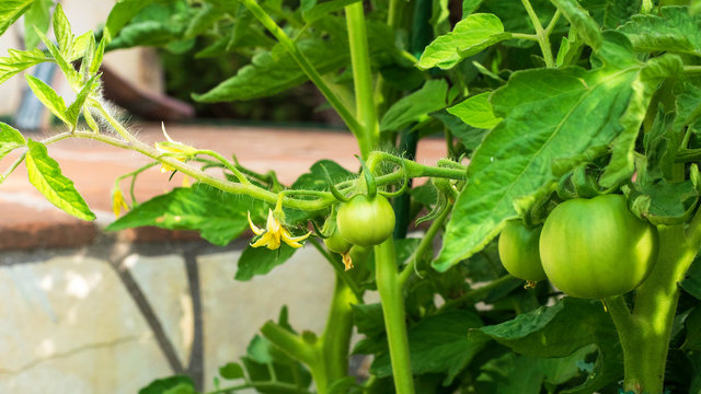 Flores y primeros frutos de una tomatera de agricultura ecol&oacute;gica
