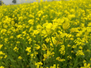 Fototapeta premium mustard flower, field of yellow flowers. Beautiful mustard flowers landscape, Yellow flowers landscape.