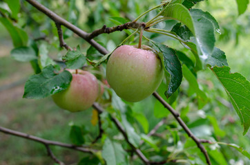 apples on a tree