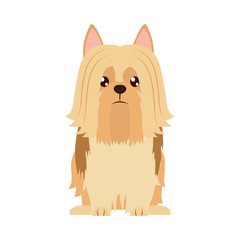 Yorkshire Terrier dog icon, flat style