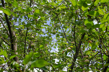 green leaves in the sun