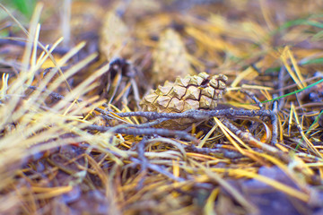 Dry pine cones in the forest