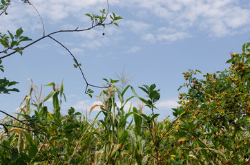 green leaves and blue sky