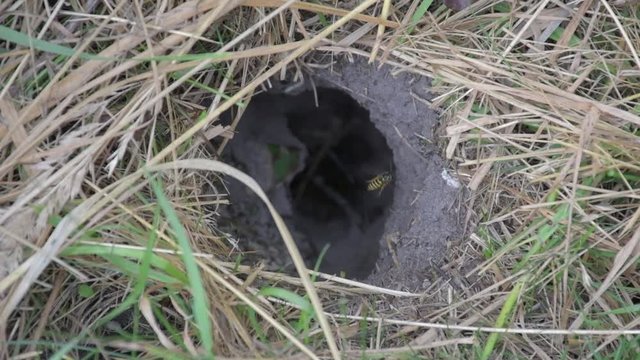 Digger wasps family