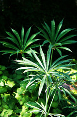 Exotische Blätter als tropischer Hintergrund 