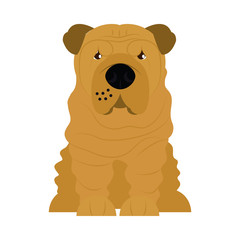cartoon sharpei dog icon, flat style