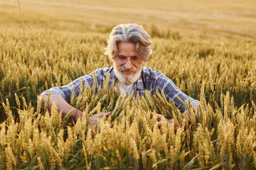 Naklejka na ściany i meble Taking a walk. Senior stylish man with grey hair and beard on the agricultural field with harvest