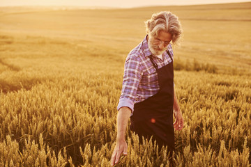 Naklejka na ściany i meble Taking a walk. Senior stylish man with grey hair and beard on the agricultural field with harvest