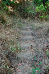 grass in the forest