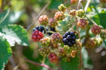wild berries on the bush