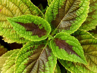 Painted nettle ( Plectranthus scutellarioides ), colorful leaf of ornamental plants