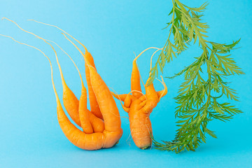 Strange funny shaped carrots on a blue background. Vegetable crops concept. Minimalism, copy space....