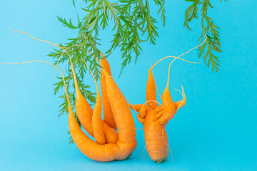 Strange funny shaped carrots on a blue background. Vegetable crops concept. Minimalism, copy space....