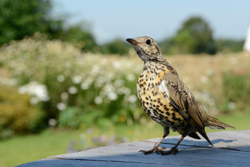 song thrush (turdus philomelos), bird sitting on garden table in the garden