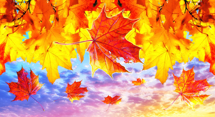 Naklejka na ściany i meble Maple leaves on background of dramatic sunset sky in autumn