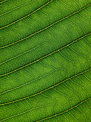 close up view of green plumeria leaf texture