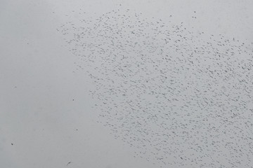 Flight of birds. Ravens and crows in sky. Flock of crows flies in grey sky. These birds gather in flocks over landfills.