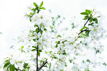 Bouquet of apple flowers on its branch during blossom