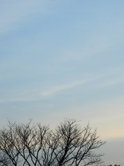 Obraz premium dry branch of tree silhouette with blue sky background at sunset