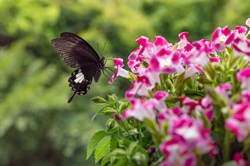 Black butterfly in a flowering plant