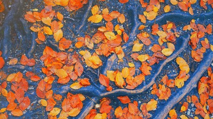 Yellow, orange and red october autumn leaves on forest roots in fall park. Fallen colorful golden autumn leaves close up view on ground in sunny light October nature macro leaf flatlay background