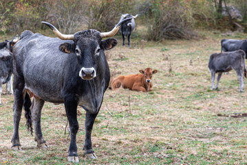 Cows on the farm looking at the camera
