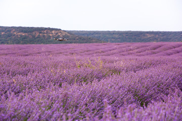 Drone in lavender flower field