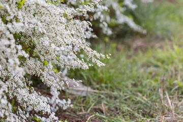 Outdoor raindrops and green leaves macro close-up, Spiraea prunifolia Sieb. et Zucc.