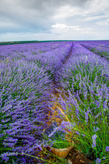 Fototapeta na wymiar Field harvest of basket lavender