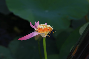 The blooming of pink lotus in Astrakhan region, river, summer. Russia wild nature