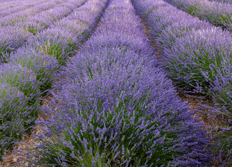 Fototapeta na wymiar Field harvest of basket lavender